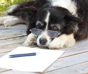 Pet Welfare